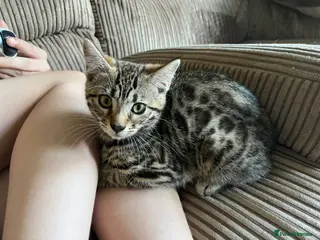 Bengal cats Ready Now!! Beautiful Bengal/Ragdoll Cross - Advert 14
