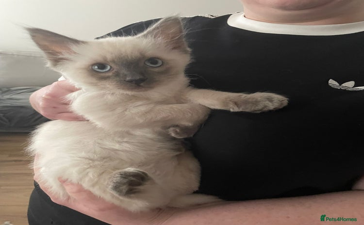 Ragdoll cats - Advert 10