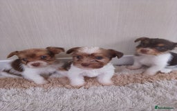 Mixed Breed dogs for sale: Shitzu x jack Russell  - Image 8