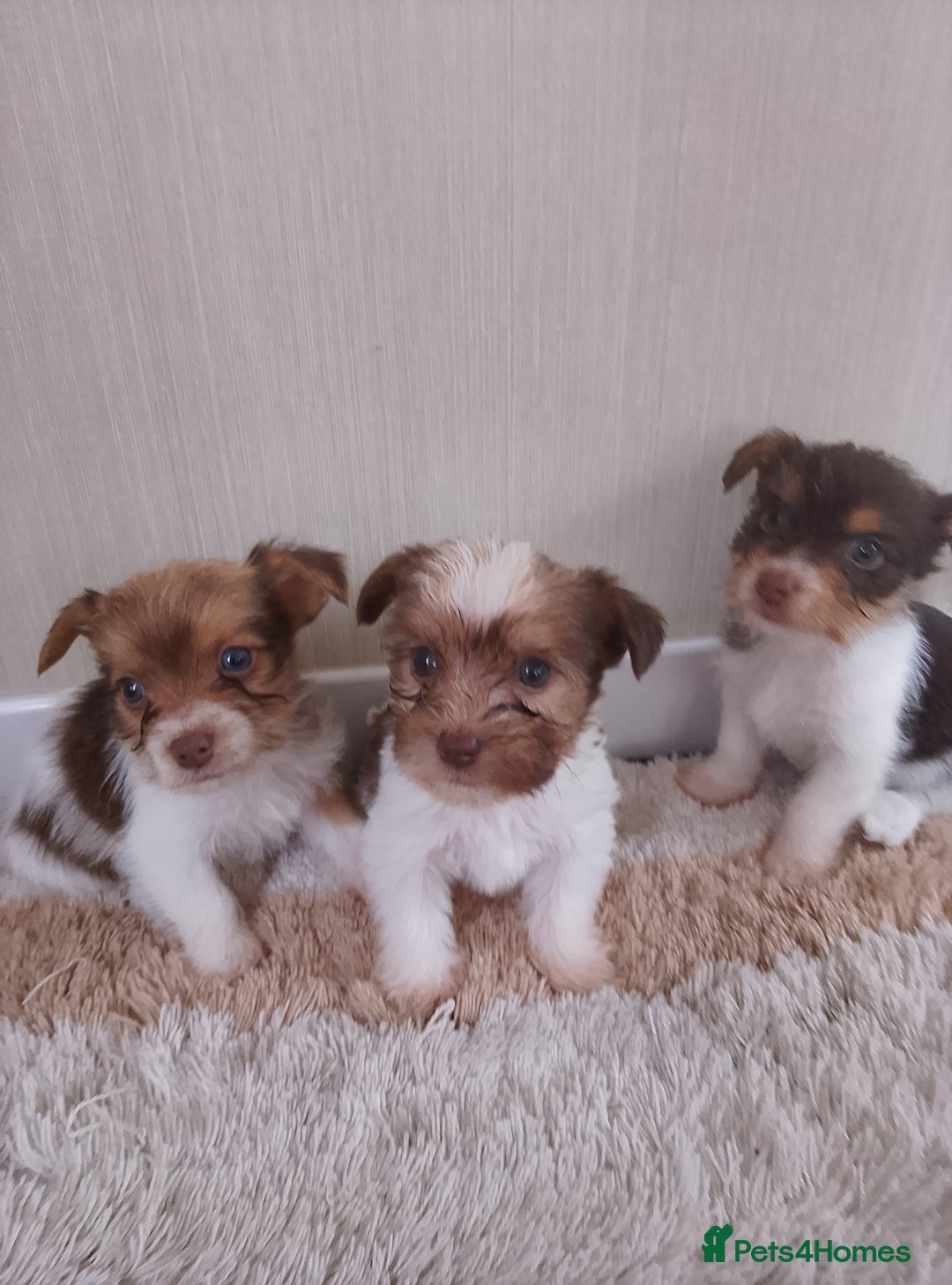 Mixed Breed dogs for sale: Shitzu x jack Russell  - Image 8
