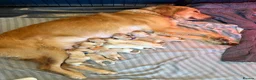 Golden Retriever dogs for sale: Gorgeous Golden Retriever Puppies - Advert 4