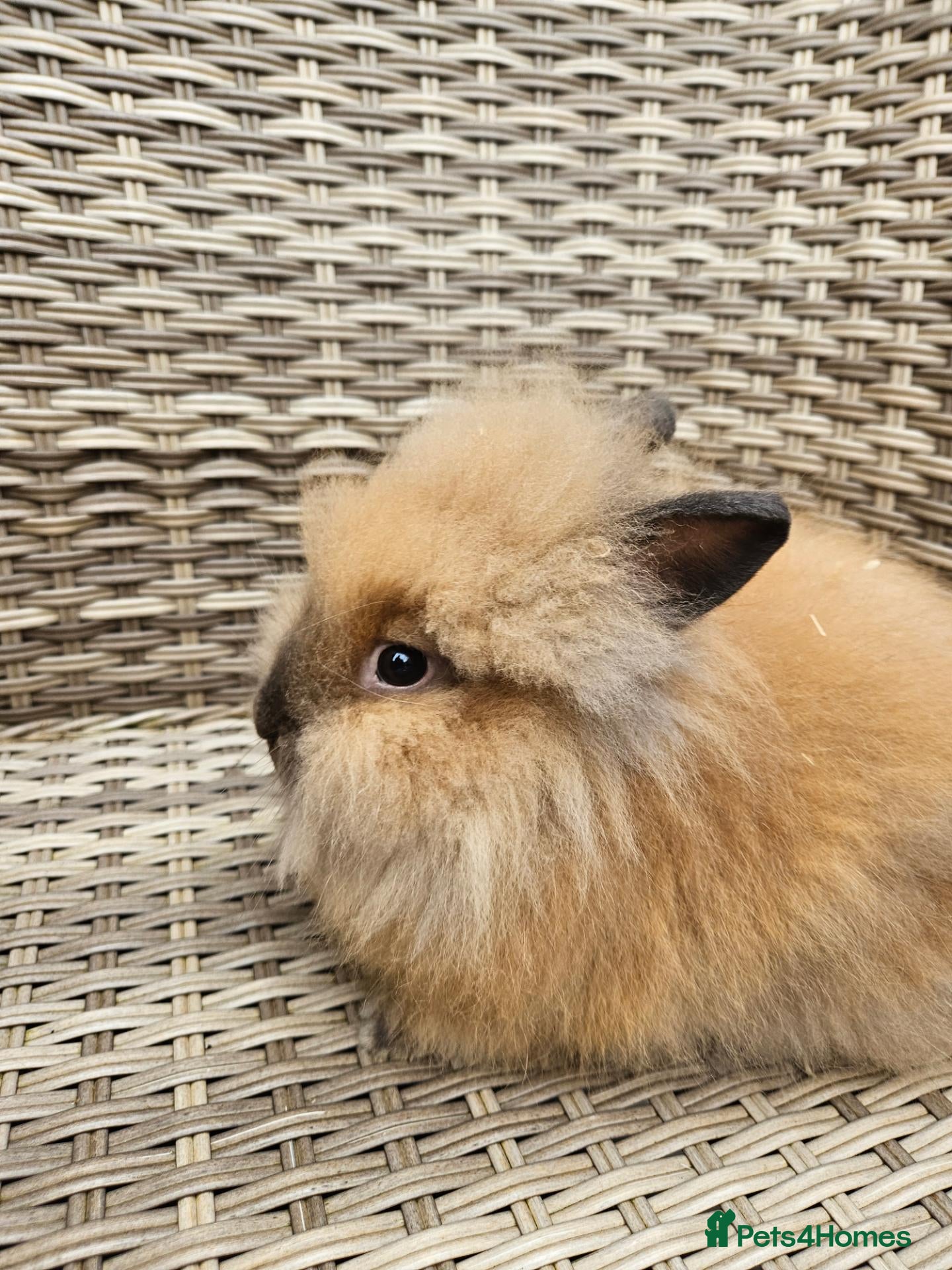 Lionhead rabbits for sale: Double maned lionheads  - Advert 1