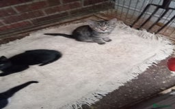 Mixed Breed cats for sale: Bonny kittens ready for their new home - Image 7