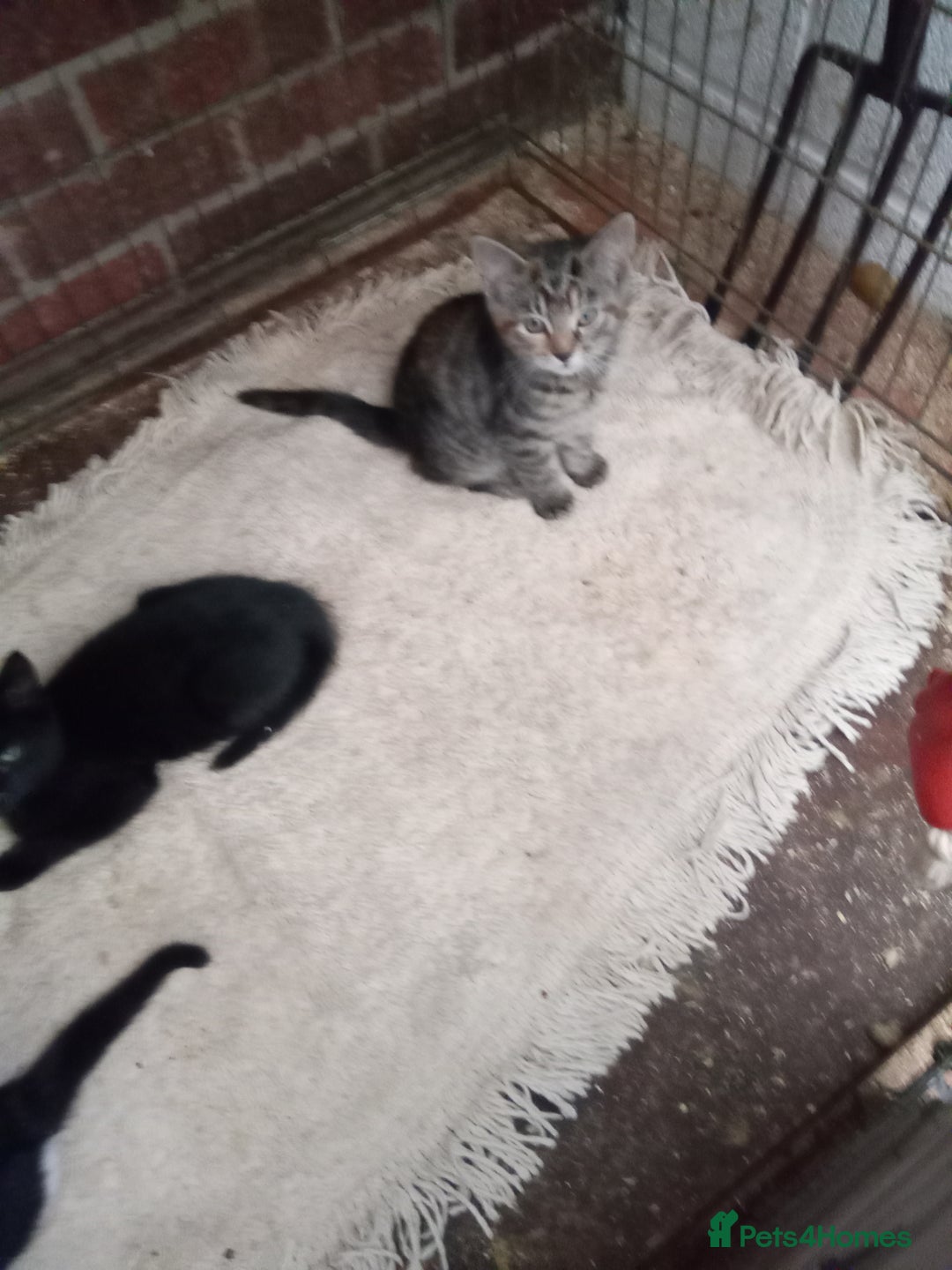 Mixed Breed cats for sale: Bonny kittens ready for their new home - Image 7