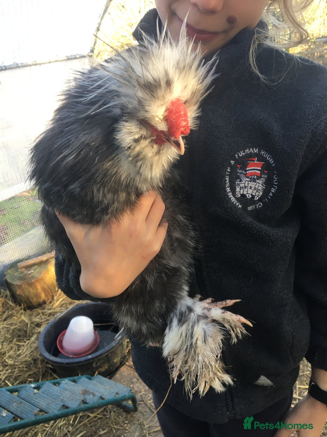 Chickens poultry for sale: Mottled silkie cockerel - Advert 6