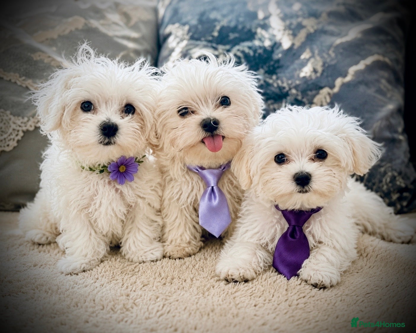Maltese dogs  ⭐️Over 5 GENERATIONS⭐️  - Advert 13