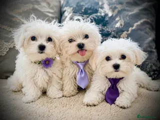 Maltese dogs ⭐️Over 5 GENERATIONS⭐️ - Advert 13