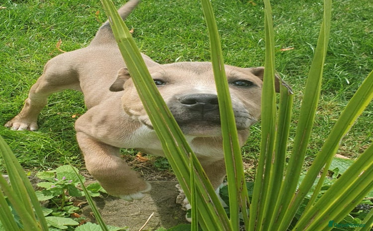 Staffordshire Bull Terrier dogs - Advert 1