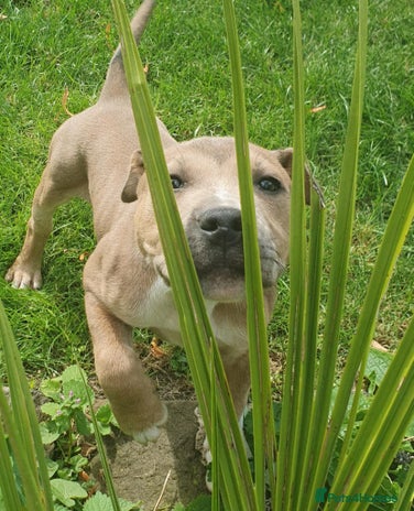 Staffordshire Bull Terrier dogs - Advert 16