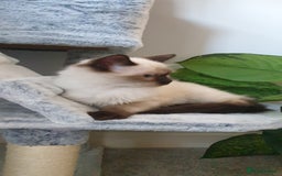 Ragdoll cats for sale: 💖Beautiful GCCF Registered Ragdoll Kittens. - Image 9