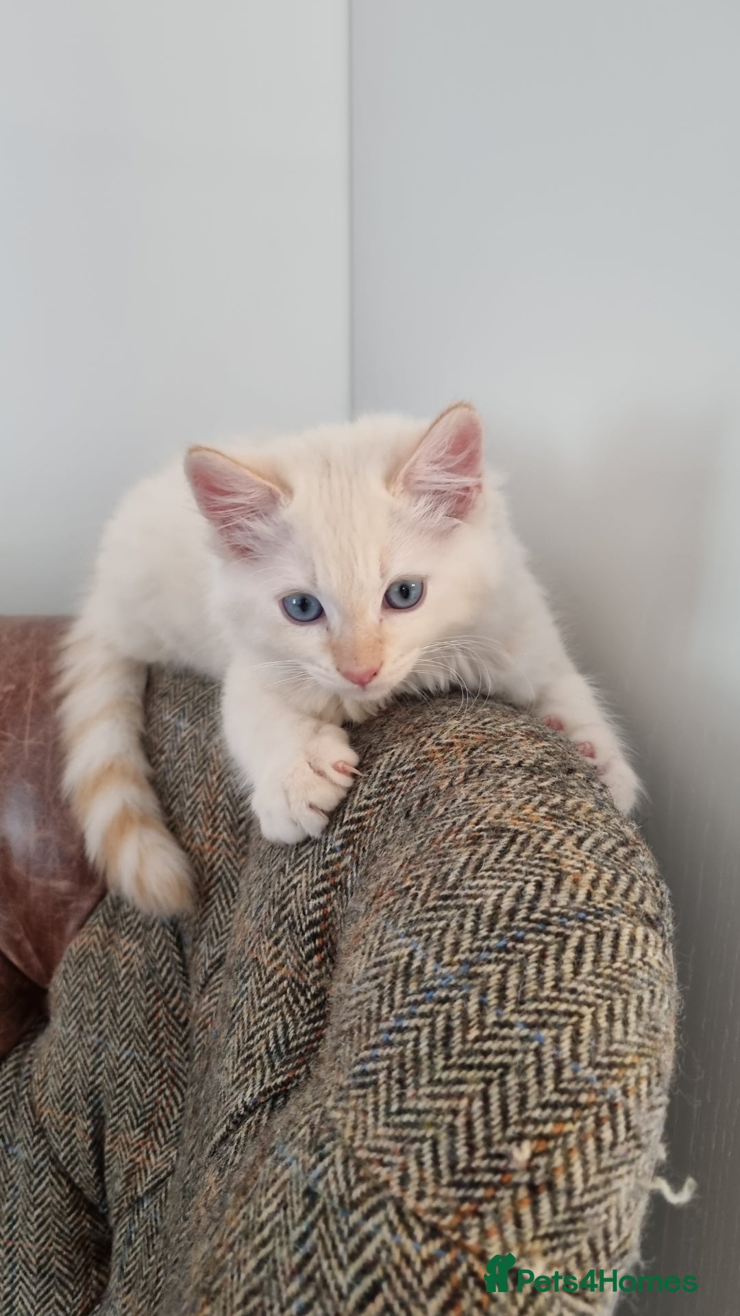 Ragdoll cats for sale: Mother and Son - Image 8