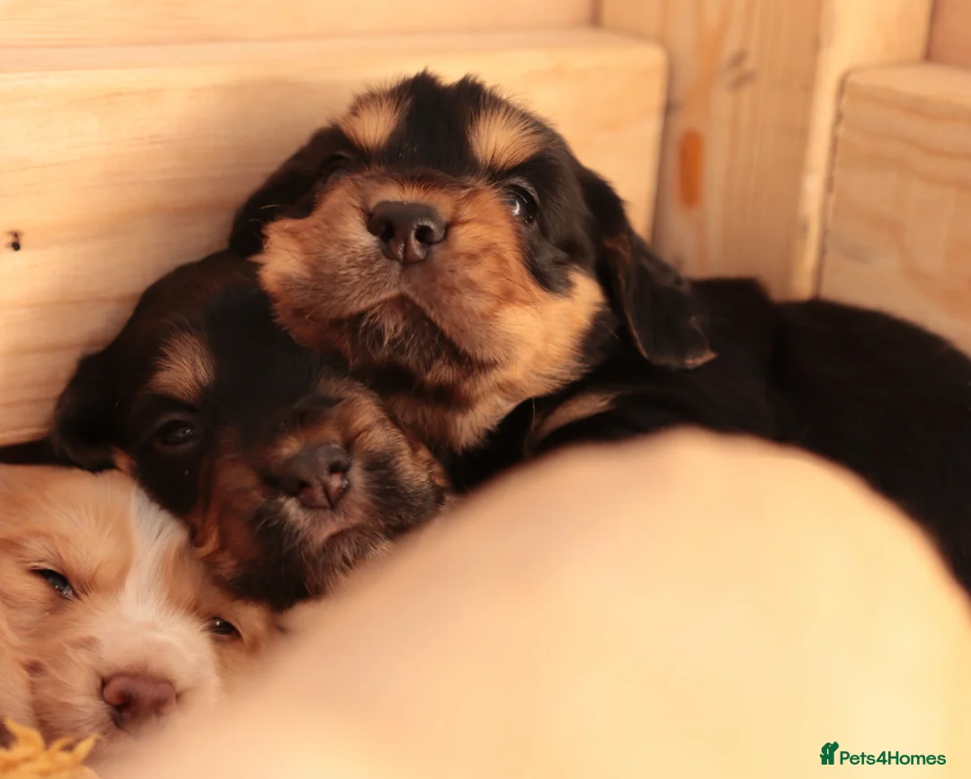 Cocker Spaniel dogs for sale: KC registered working cocker spaniels DNA clear - Advert 2