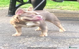 French Bulldog dogs for sale: Stunning blue & lilac merle READY for new homes 🏡 - Image 23
