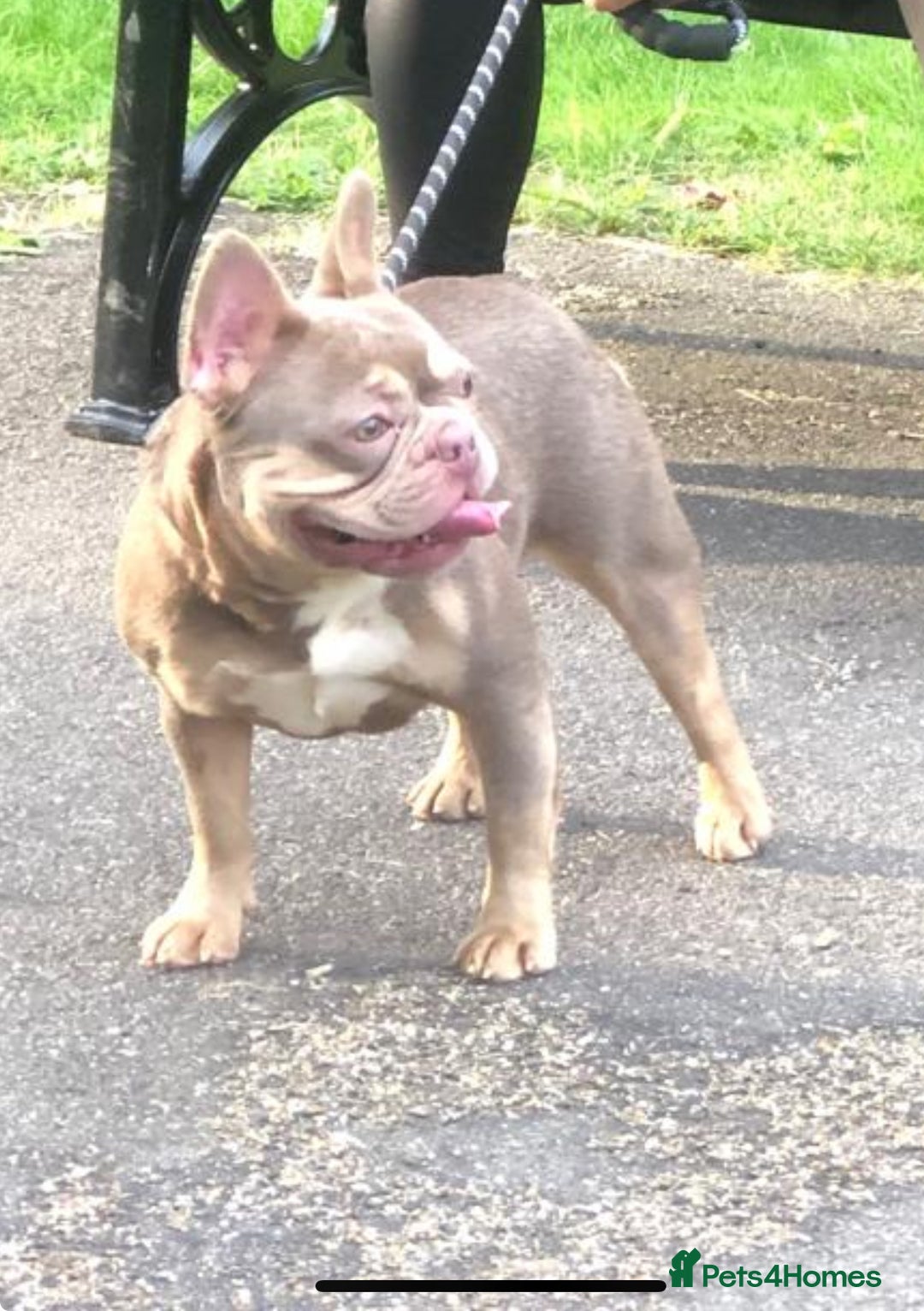 French Bulldog dogs for sale: Stunning blue & lilac merle READY for new homes 🏡 - Image 23