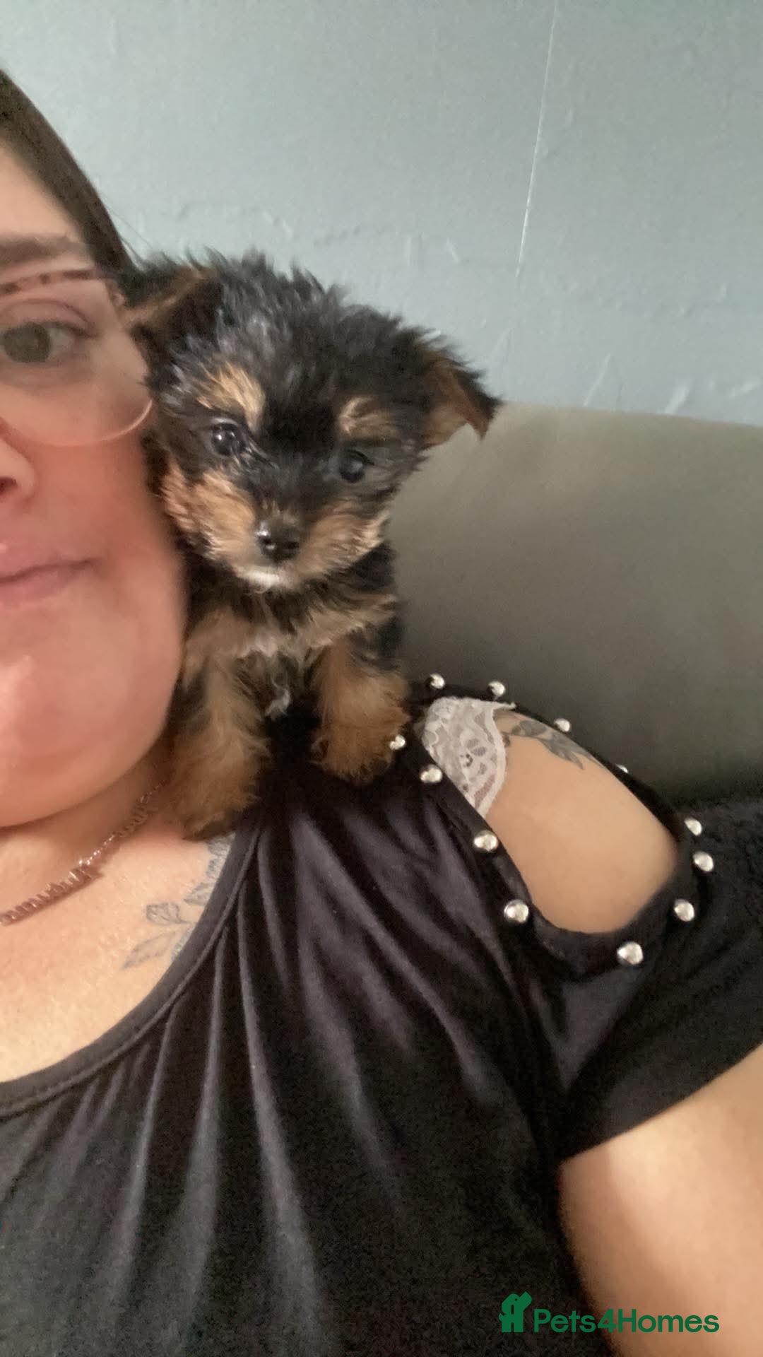 Mixed Breed dogs Jack Russell - mini Yorkie pups for sale - Advert 2