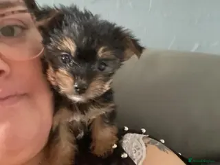 Mixed Breed dogs Jack Russell - mini Yorkie pups for sale - Advert 2