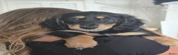 Miniature Dachshund dogs for sale: Long haired miniature dachshund puppy’s  - Advert 14