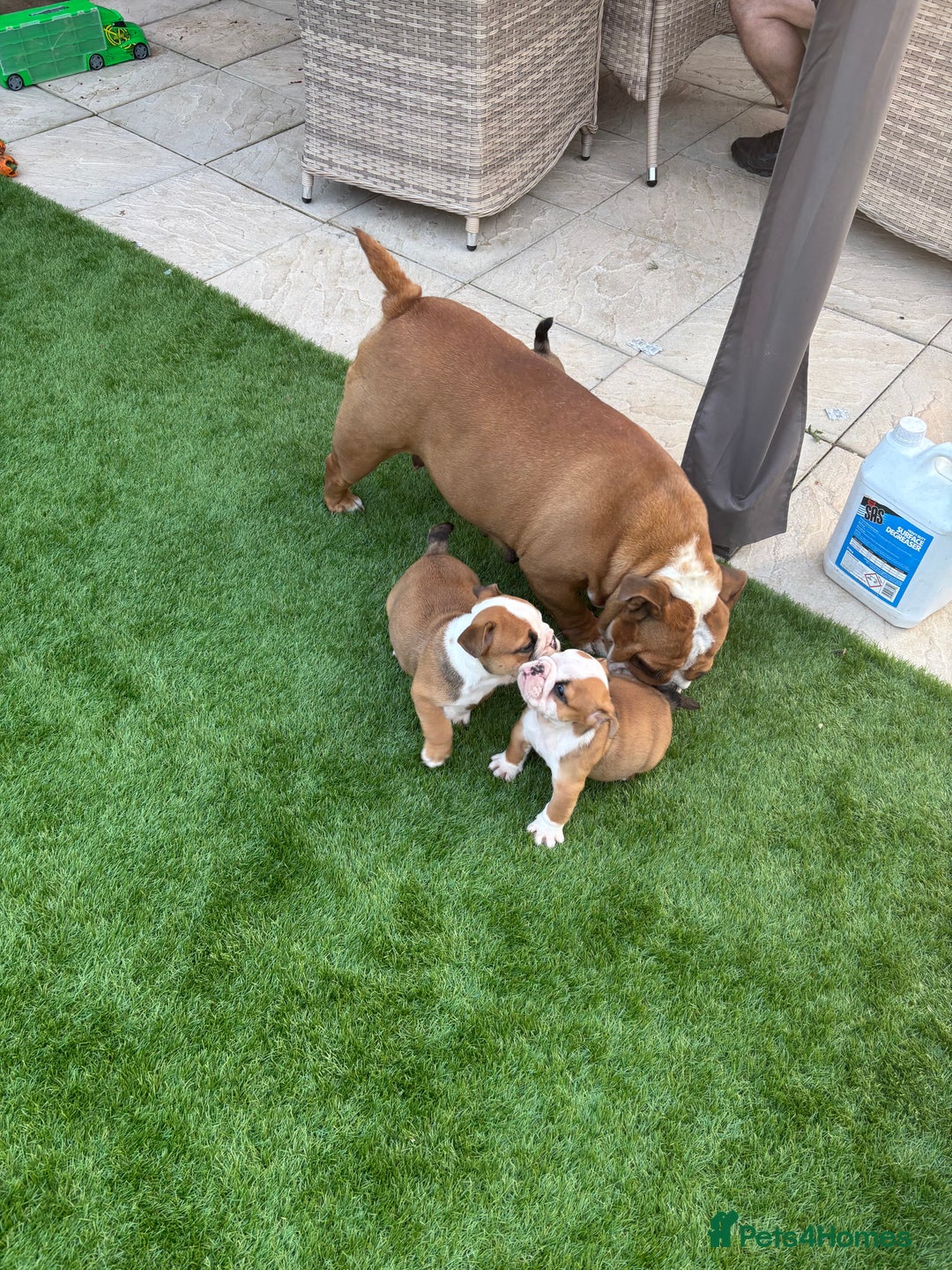 English Bulldog dogs for sale: English bulldog puppies  - Image 8