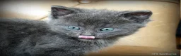 Mixed Breed cats for sale: Gorgeous Rag Doll/Maine Coon/Russian Blue X - Advert 7