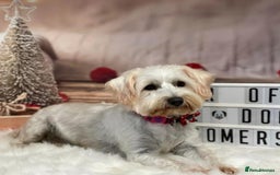 Mixed Breed dogs for sale: Bichon Frise x West Highland Terrier  - Advert 5