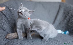 Russian Blue cats for sale: Pure Russian Blue Kittens Available  - Image 13
