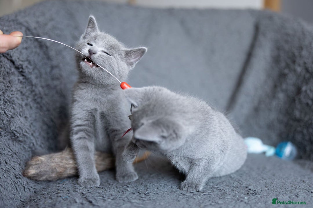 Russian Blue cats for sale: Pure Russian Blue Kittens Available  - Image 13