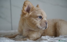 French Bulldog dogs for sale: Exceptional Fluffy French Bulldog Puppies - Image 17