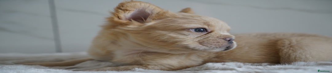 Cream Boy Visual Fluffy