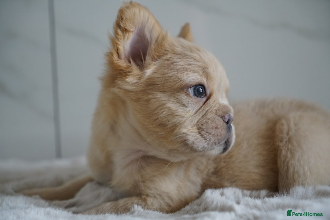 French Bulldog dogs for sale: Exceptional Fluffy French Bulldog Puppies - Image 17