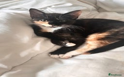 Mixed Breed cats for sale: Delightful mix-breed Siamese-black calico-kittens - Image 15