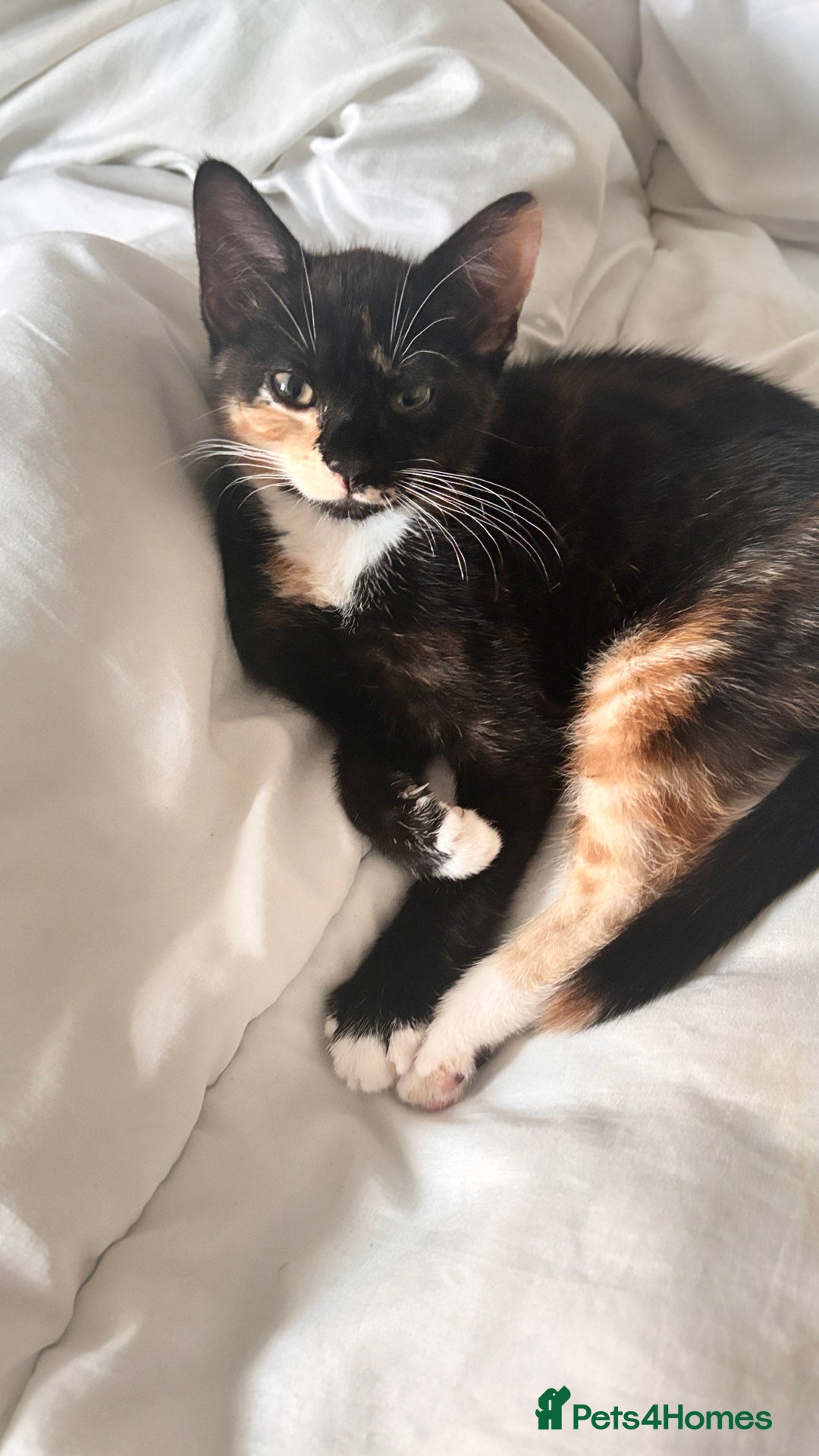 Mixed Breed cats for sale: Delightful mix-breed Siamese-black calico-kittens - Image 15