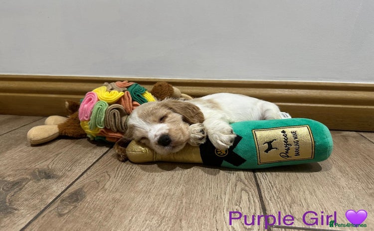 Cocker Spaniel dogs - Advert 8
