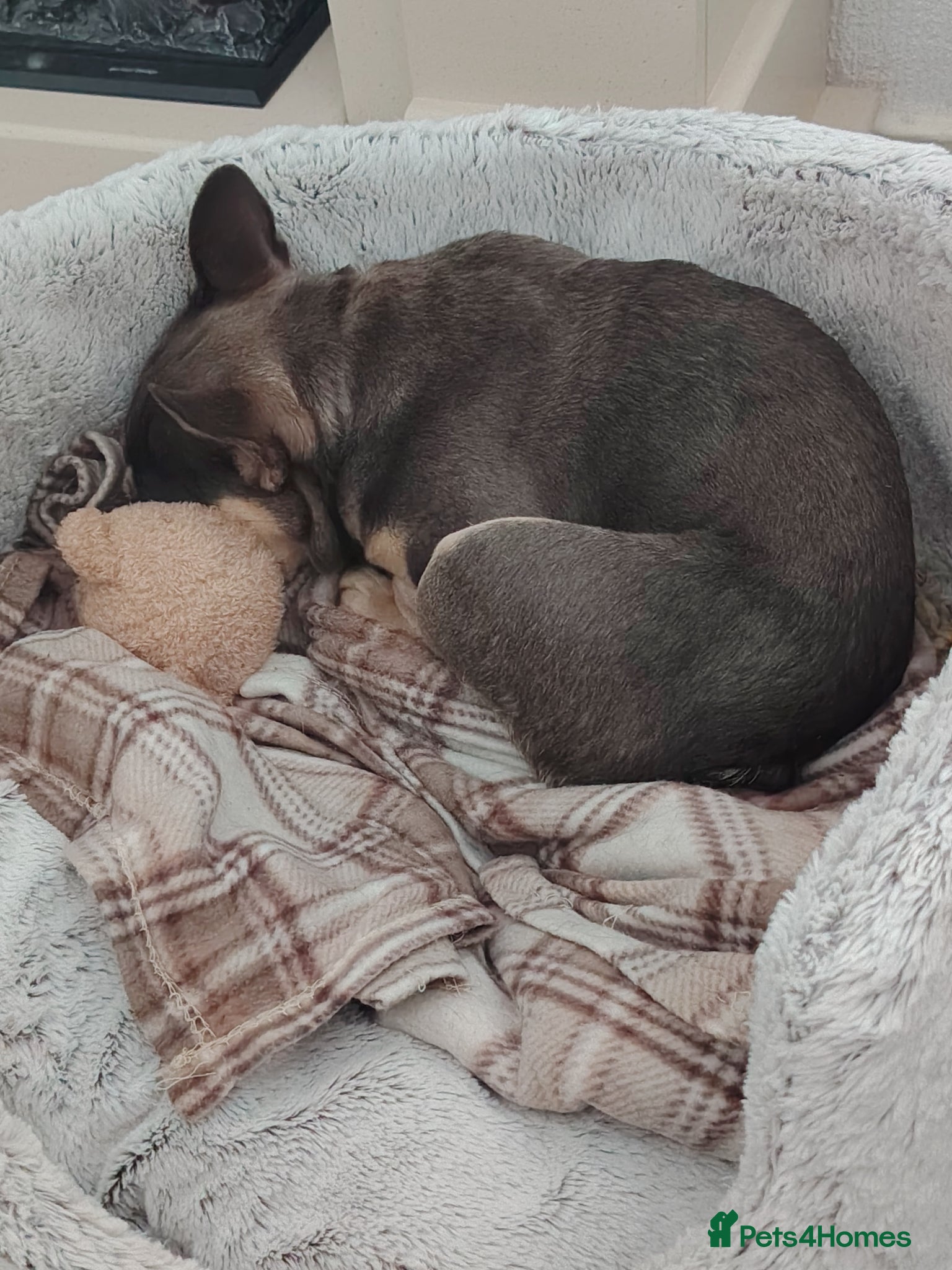 French Bulldog dogs for sale: French bulldog puppy in Larkhall - Advert 3