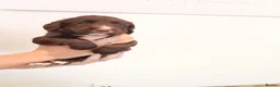 Sprocker dogs for sale: Beautiful Sprocker puppies for sale - Advert 12
