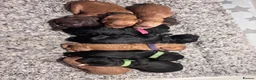 Sproodle dogs for sale: Last Litter of Sproodles  - Advert 5