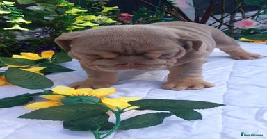 English Bulldog dogs - Advert 12