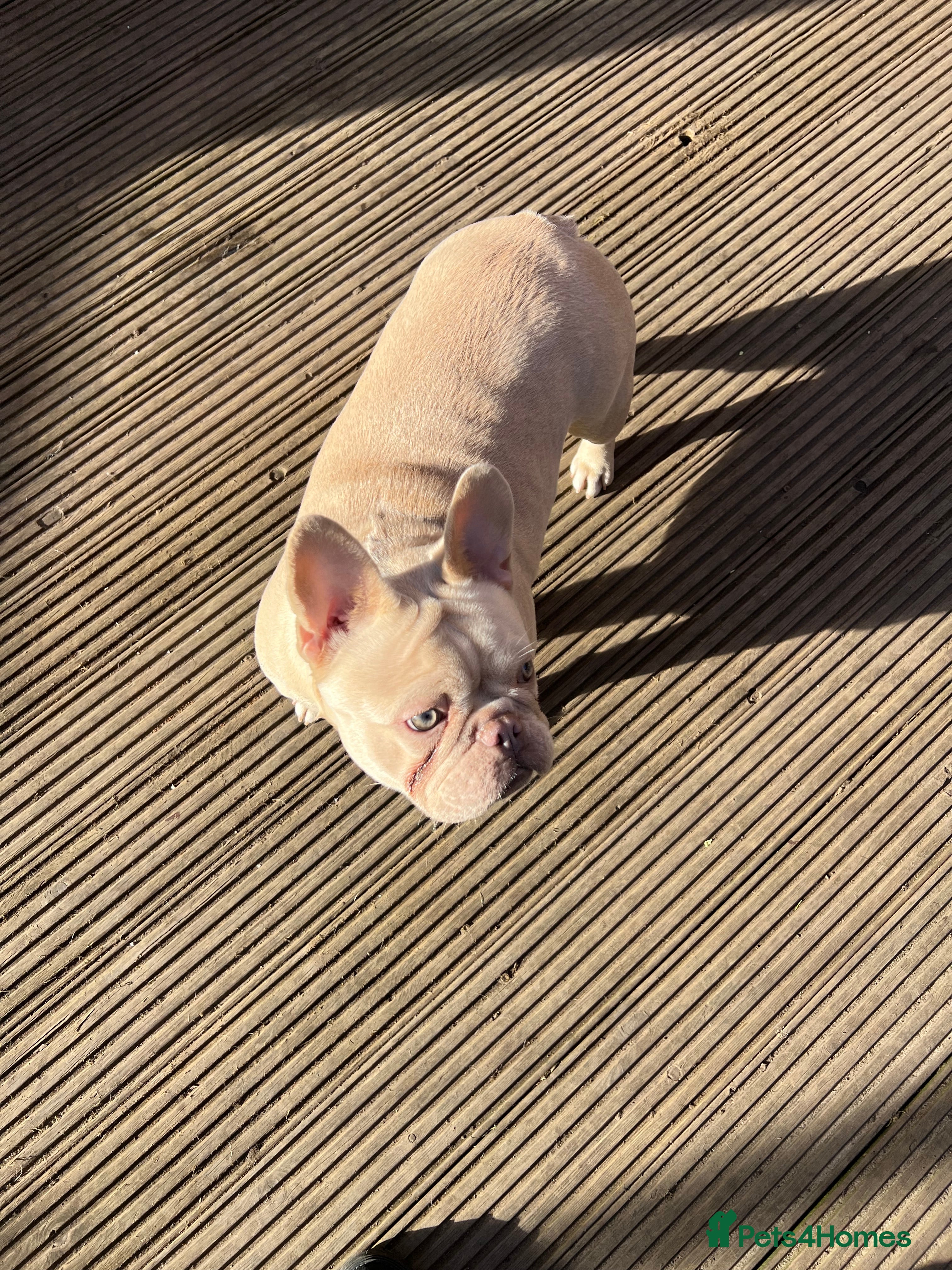 French Bulldog dogs French bulldogs female platinum lilac and tan - Advert 11