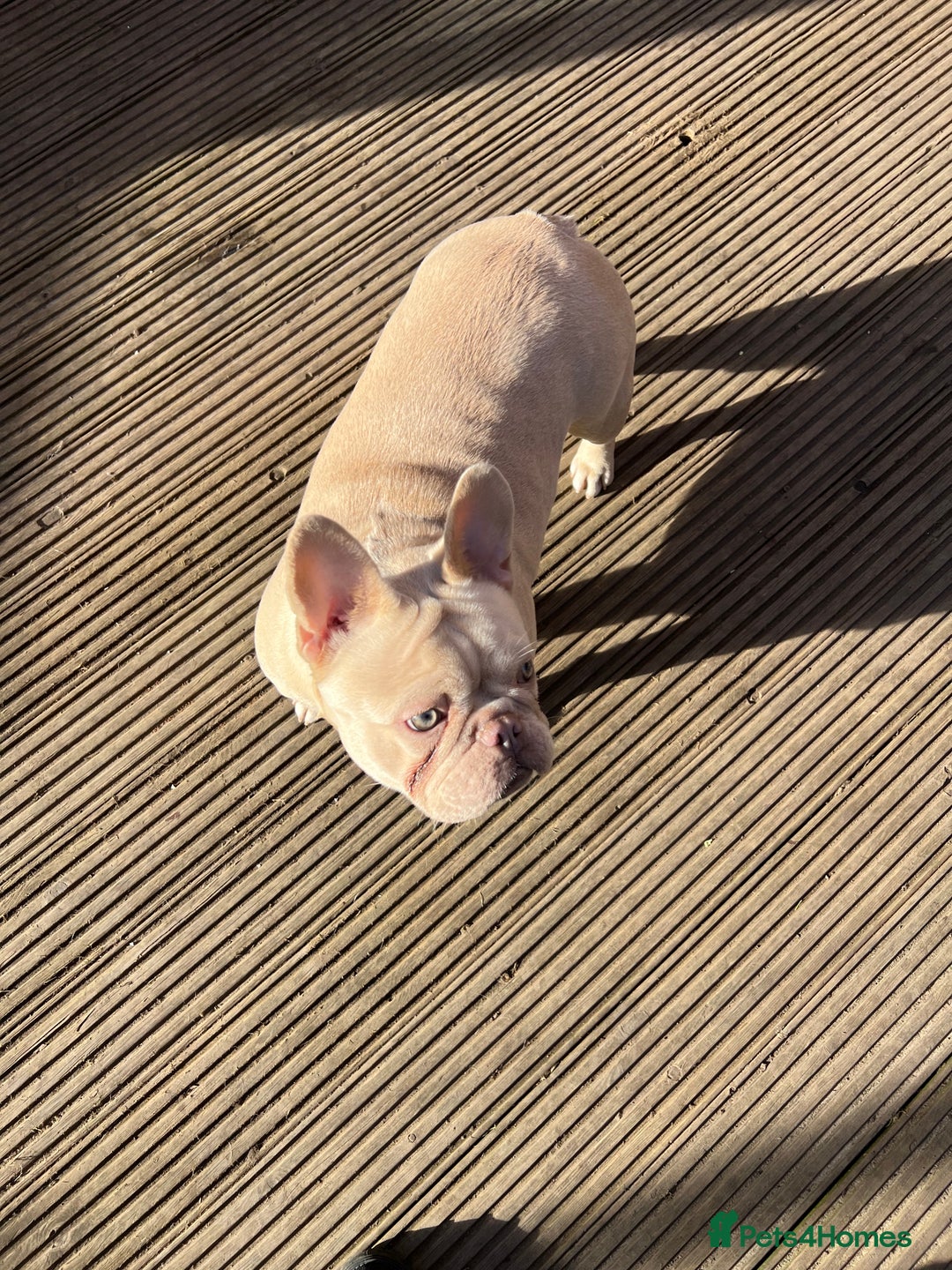 French Bulldog dogs for sale: French bulldogs female platinum lilac and tan - Advert 4