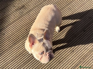 French Bulldog dogs French bulldogs female platinum lilac and tan - Advert 11