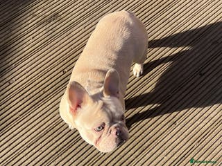 French Bulldog dogs Sold - Advert 16