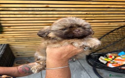 Shih Tzu dogs for sale: Imperial shihtzu - Image 3