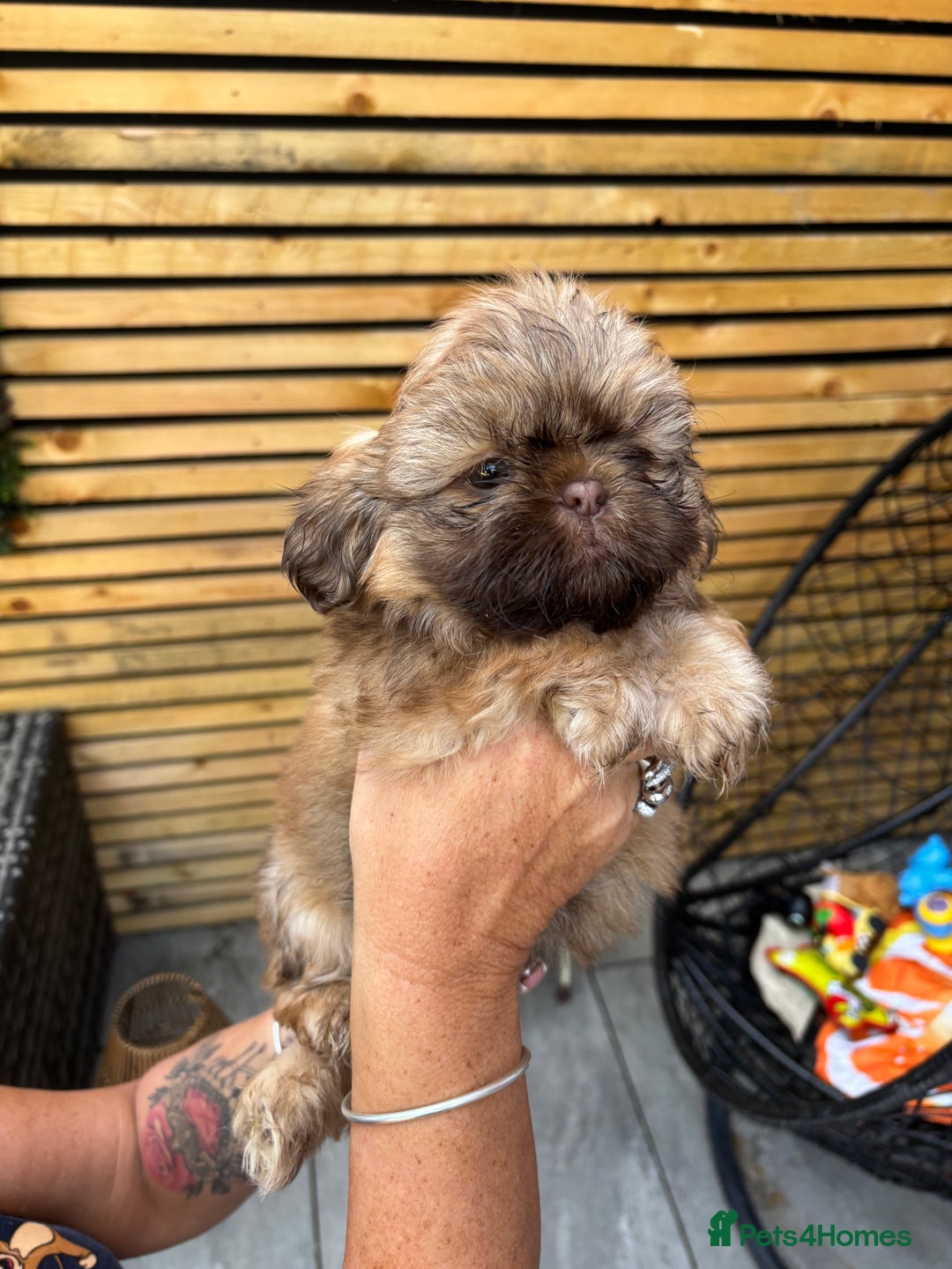 Shih Tzu dogs for sale: Imperial shihtzu - Image 3