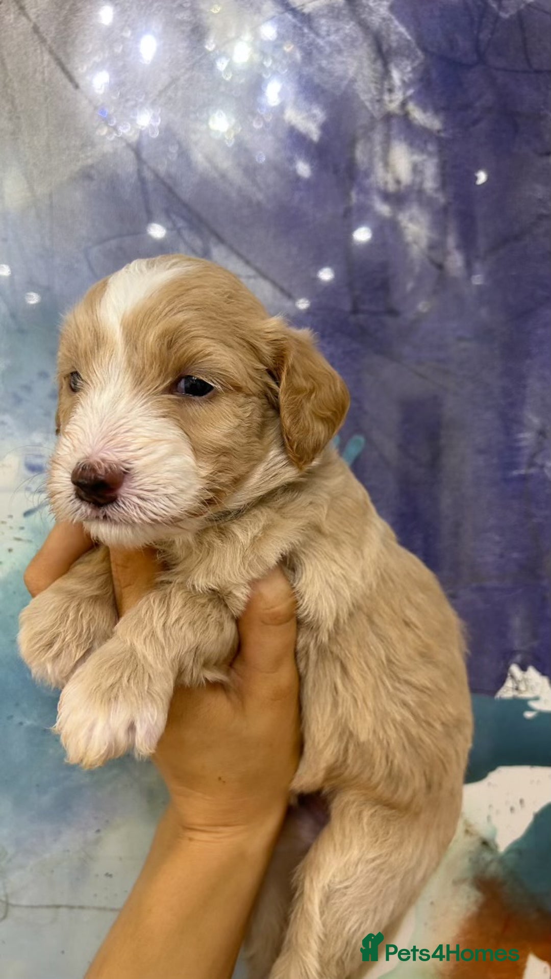 Goldendoodle dogs for sale: Multigenerational Puppies Waiting List - Advert 14