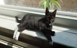 British Shorthair cats for sale: 3 lovely kittens search new homes  - Image 5