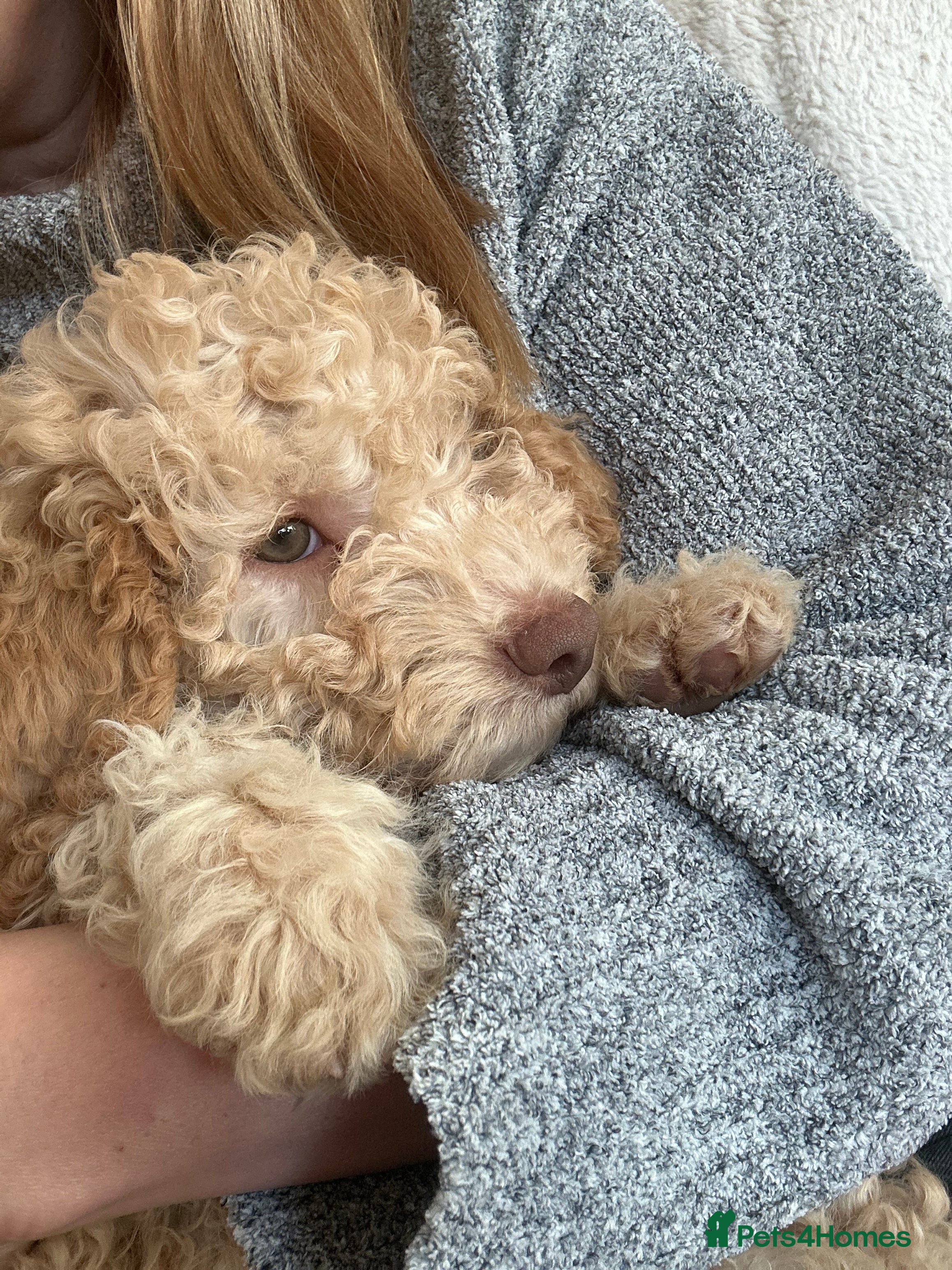 Lagotto Romagnolo dogs 🌟 KC Reg Health Tested Lagotto Boys Ready Now 🌟 - Advert 1