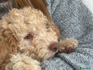 Lagotto Romagnolo dogs 🌟 KC Reg Health Tested Lagotto Boys Ready Now 🌟 - Advert 8
