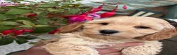 Cockapoo dogs for sale: Quality F1B Cockapoos by Licensed Breeder - Advert 12