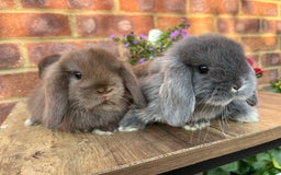 Mini Lop rabbits for sale: Mini lop babies RTL 2nd September - Image 6