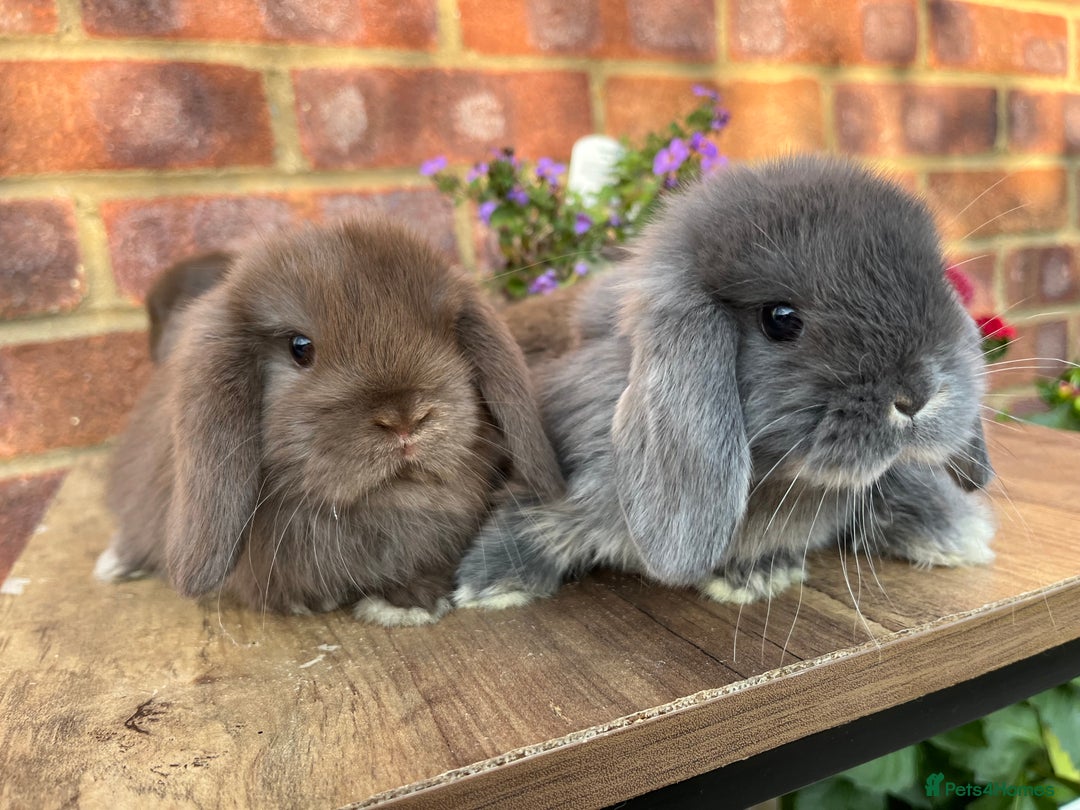 Mini Lop rabbits for sale: Mini lop babies RTL 2nd September - Image 6