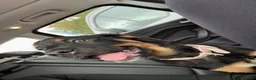 Rottweiler dogs for sale: Rottweiler Puppy  - Advert 2